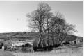 Crow and Trees, Raisgill, near Yockenthwaite