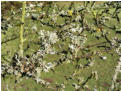 Lichen in the hawthorn
