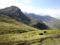 Looking back to Crinkle Crags (sheep with a sense of composition!)