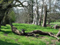 The avenue of ancient chestnuts