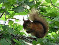 Red squirrel (no, he's not stuffed!)