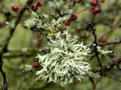 Lichen in the lanes