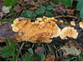 Fungus in the forest