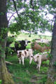 Inquisitive cattle near Outhgill