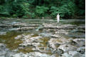 Limestone shelves, Aysgarth