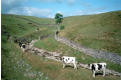 A neat arrangement of cows, Gill Beck