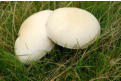 Mushrooms, Stow Hill