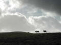 Wild horses, Moel Wilym