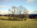 Trees, Moelfre City