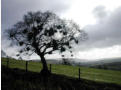 Tree, Moelfre City