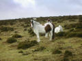 &quot;semi-wild ponies&quot; on Gors Lydan