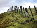 Fence line