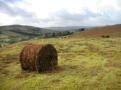 Baled bracken