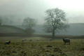 Sheep in the mist