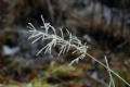 Frost on Wenlock Edge