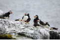 More puffins on the rocks