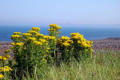 Lindisfarne - ragwort and a misty view to Bamburgh