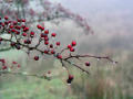 Hawthorn in the mist