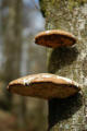 Bracket fungus beside the Nedd Fechan