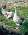 Almond Valley Geese...